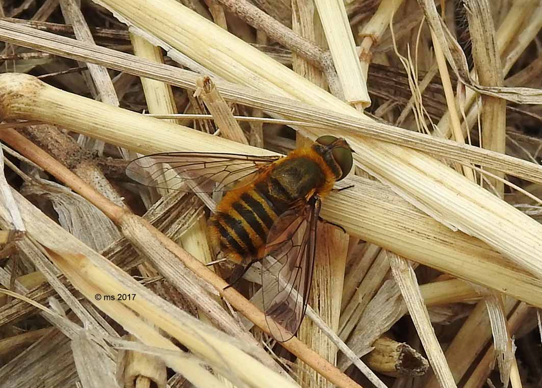 Quale Villa?....Villa sp. (Bombyliidae)